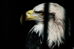 The Fifth Amendment in High-Profile Congressional Investigations — Limits and Misconceptions