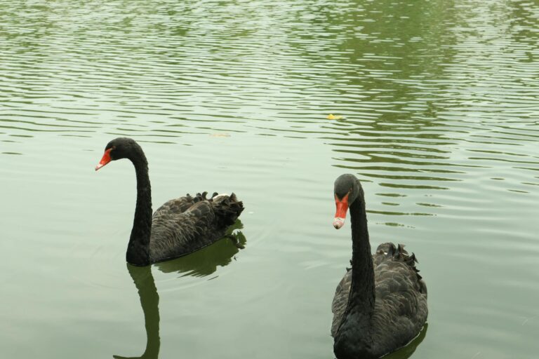 "Black Swan" Author Nassim Taleb Warns: Software Bankruptcies Are Imminent - Featured image