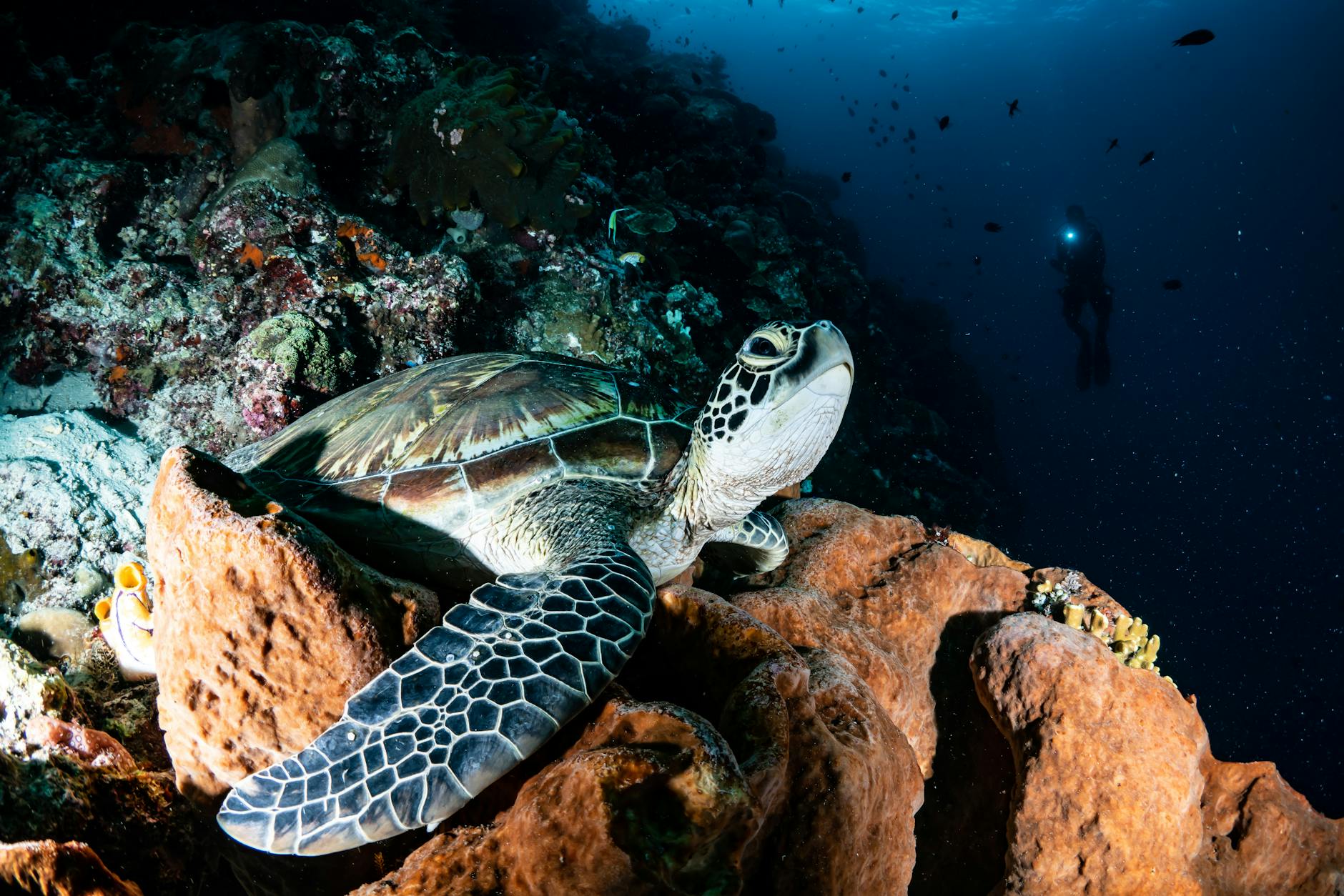 Coral Reefs, Dugongs, and Turtles — Which Species Face the Greatest Danger?