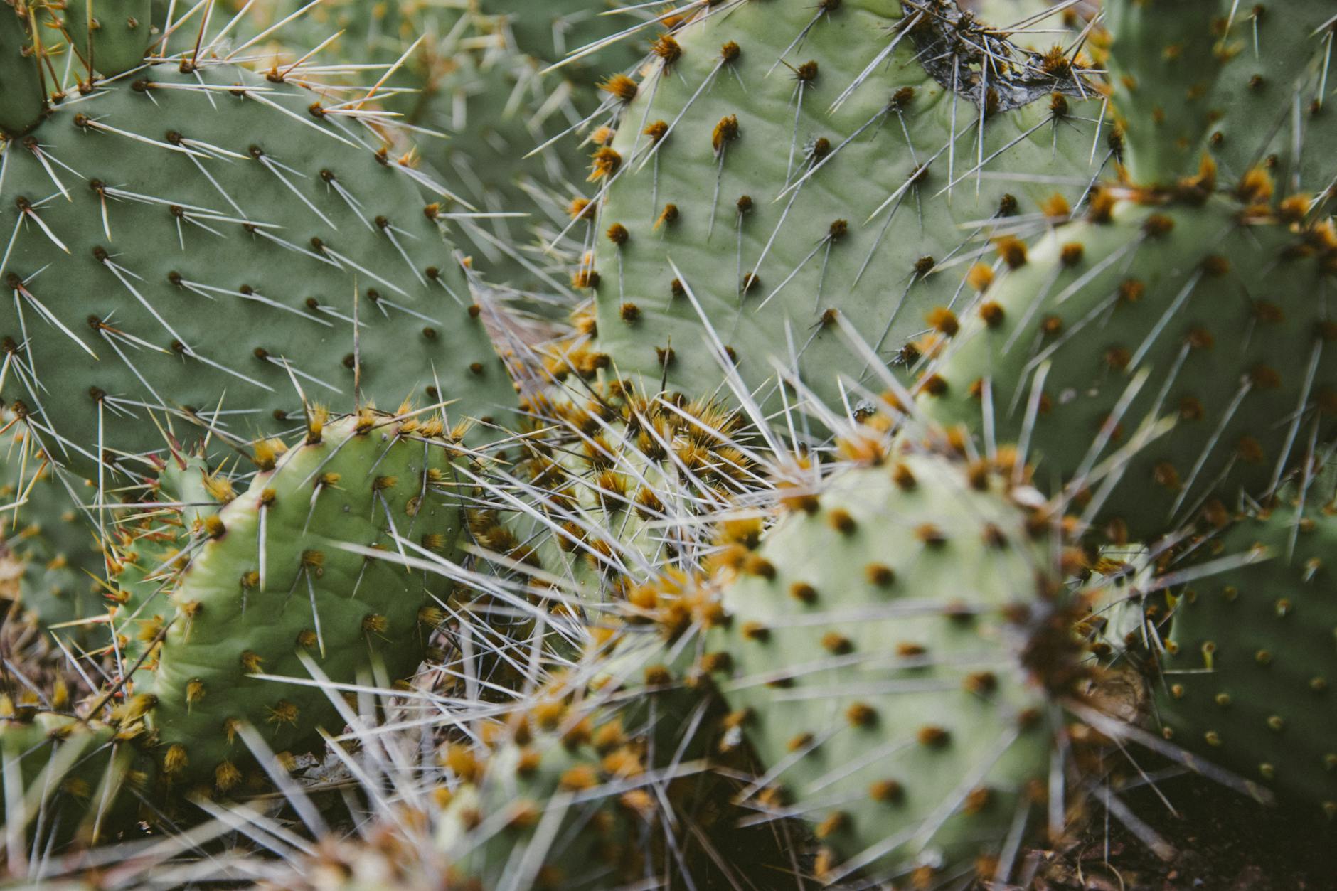 Wildlife and Biodiversity Under Threat During Peak Breeding Season