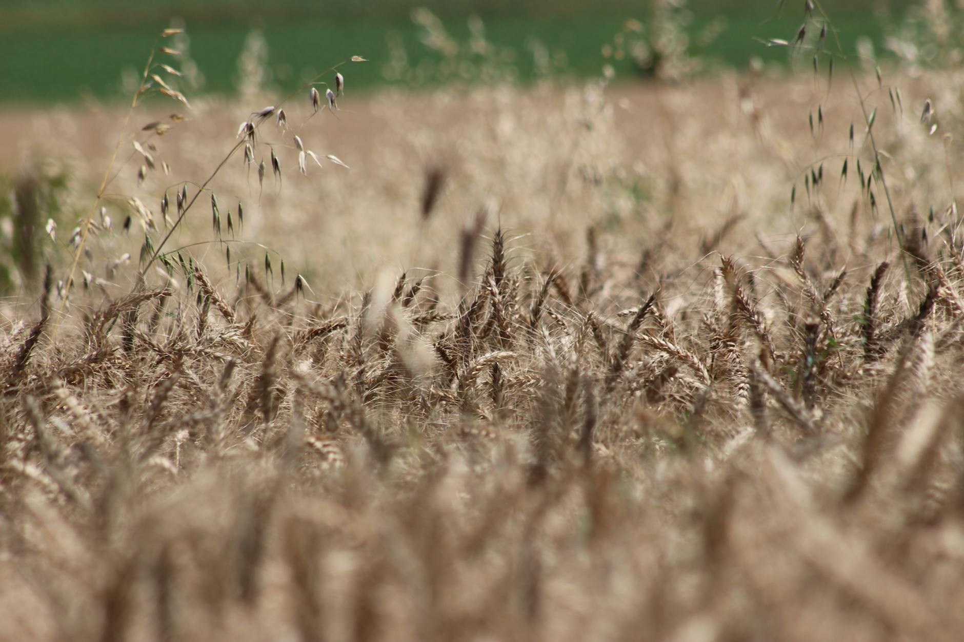 How Deep Does the Rural Democratic Decline Go?