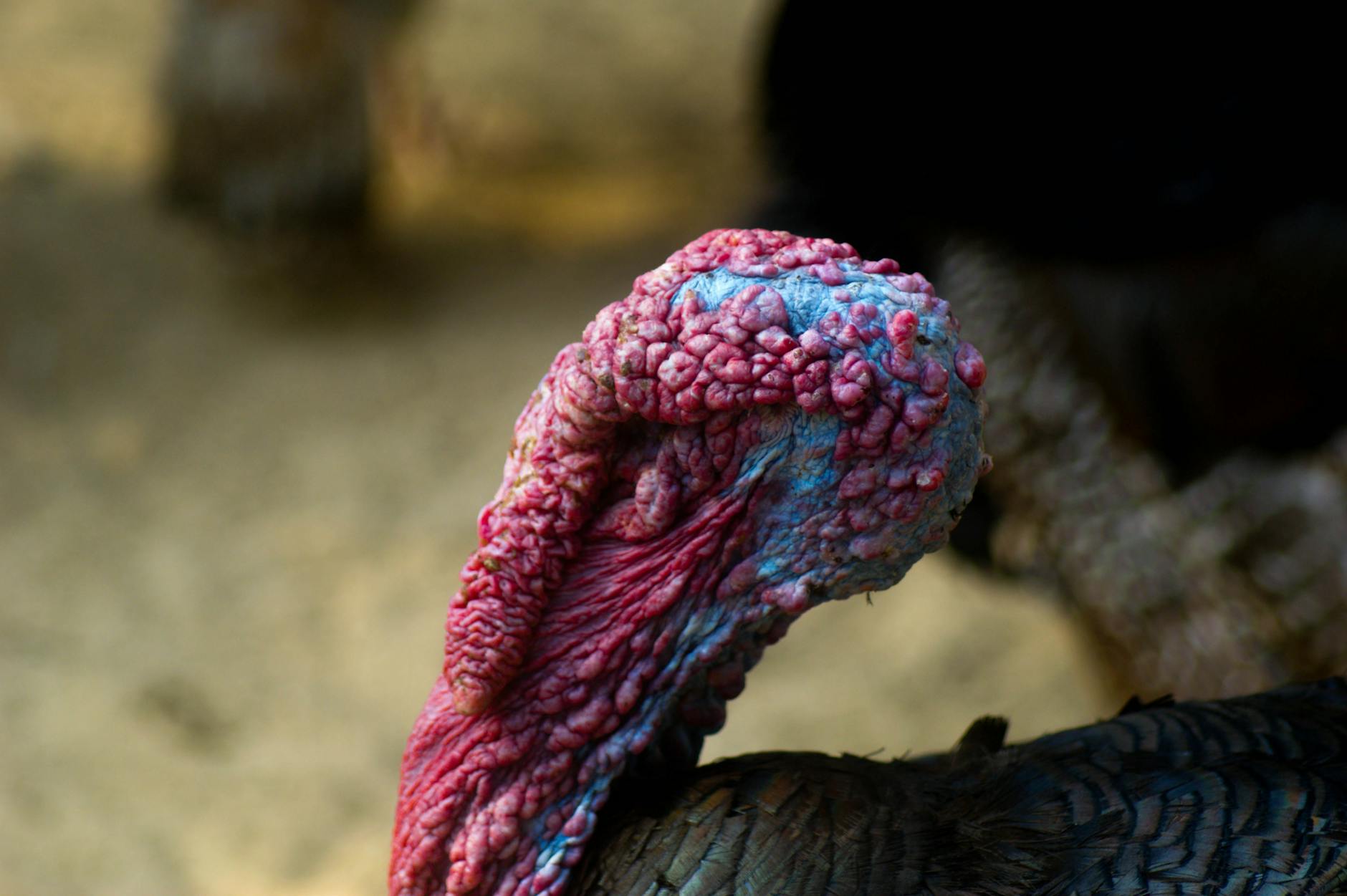 How Did Thanksgiving Become So Politically Charged?