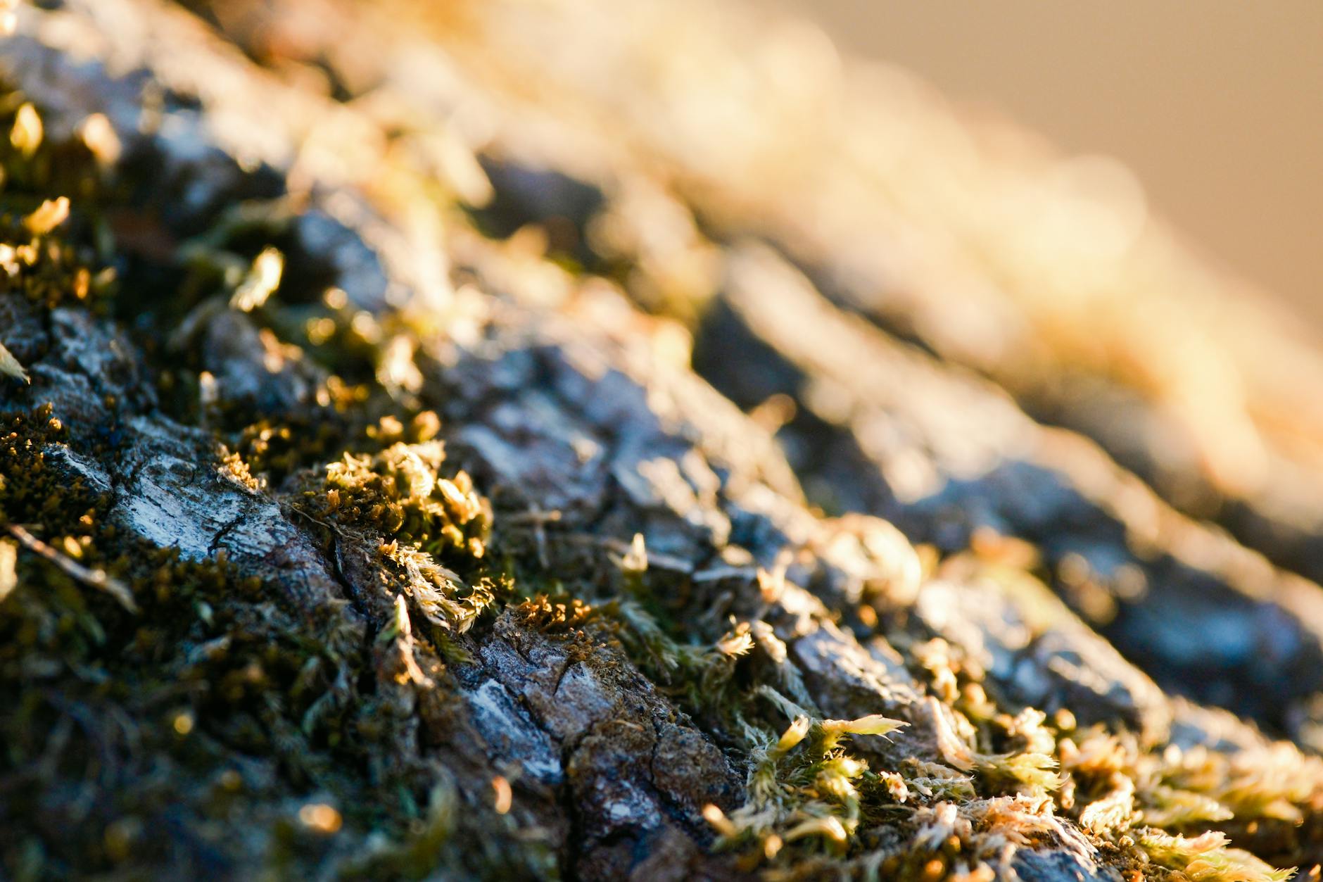 What Do Environmental Groups Actually Say About RFK Jr.?