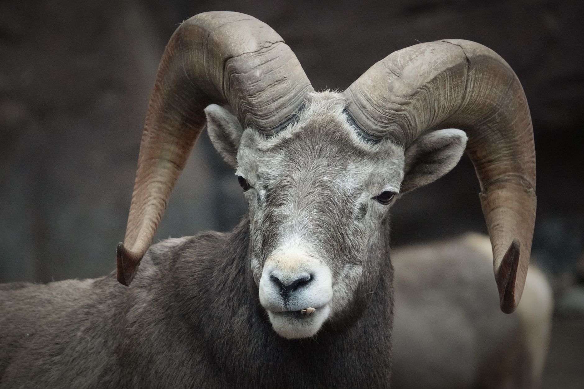 Detailed close-up of a bighorn sheep showcasing its majestic curled horns in a natural setting.