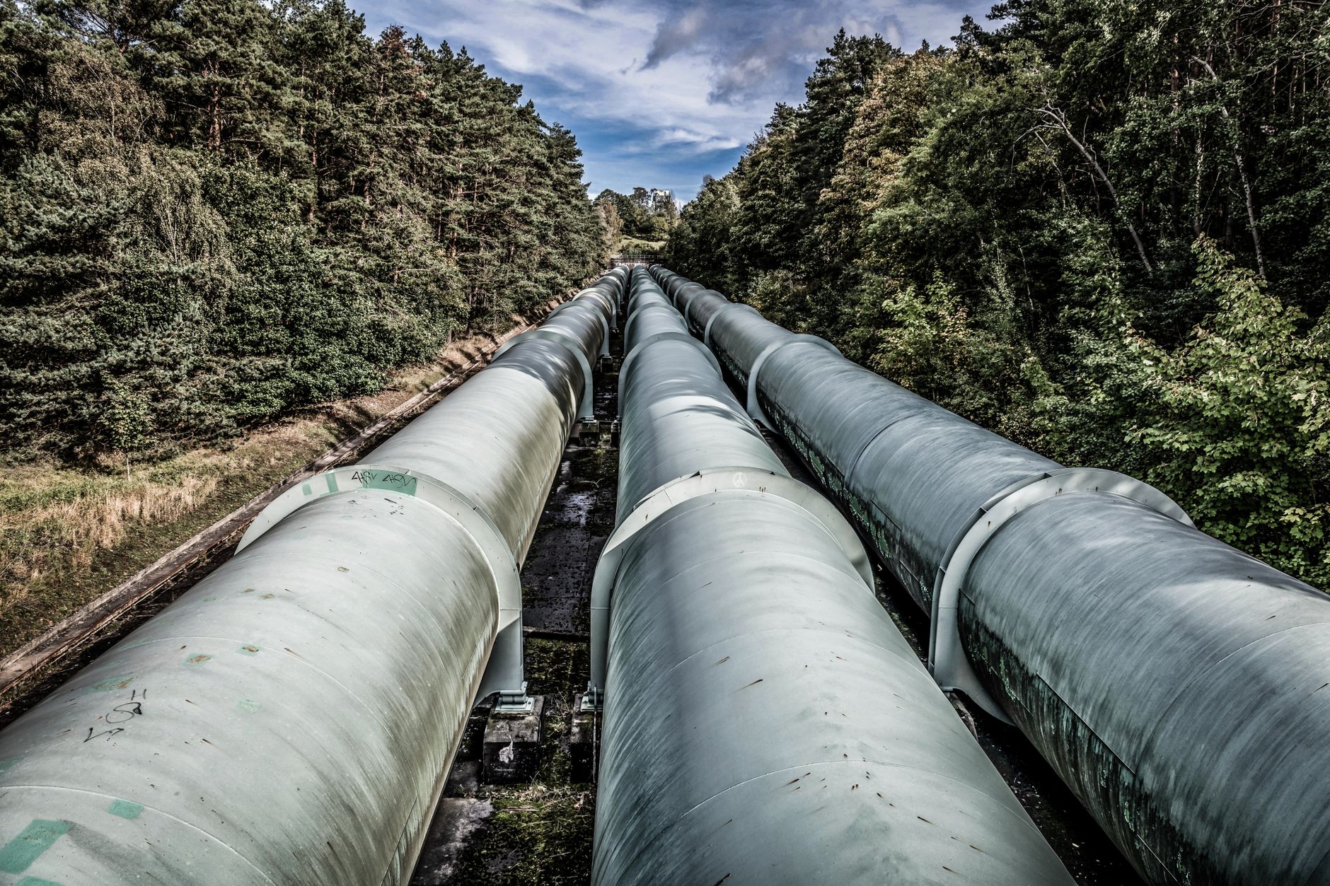 Large pipelines running through a forest