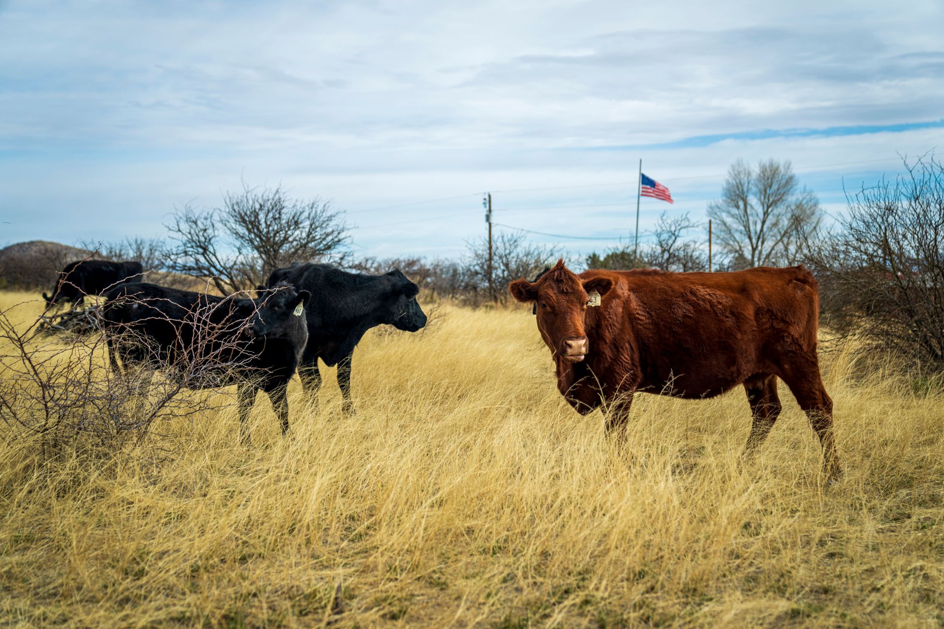 Why Cattle Producers Face Pressure From Trump's Beef Import Policy - Featured image